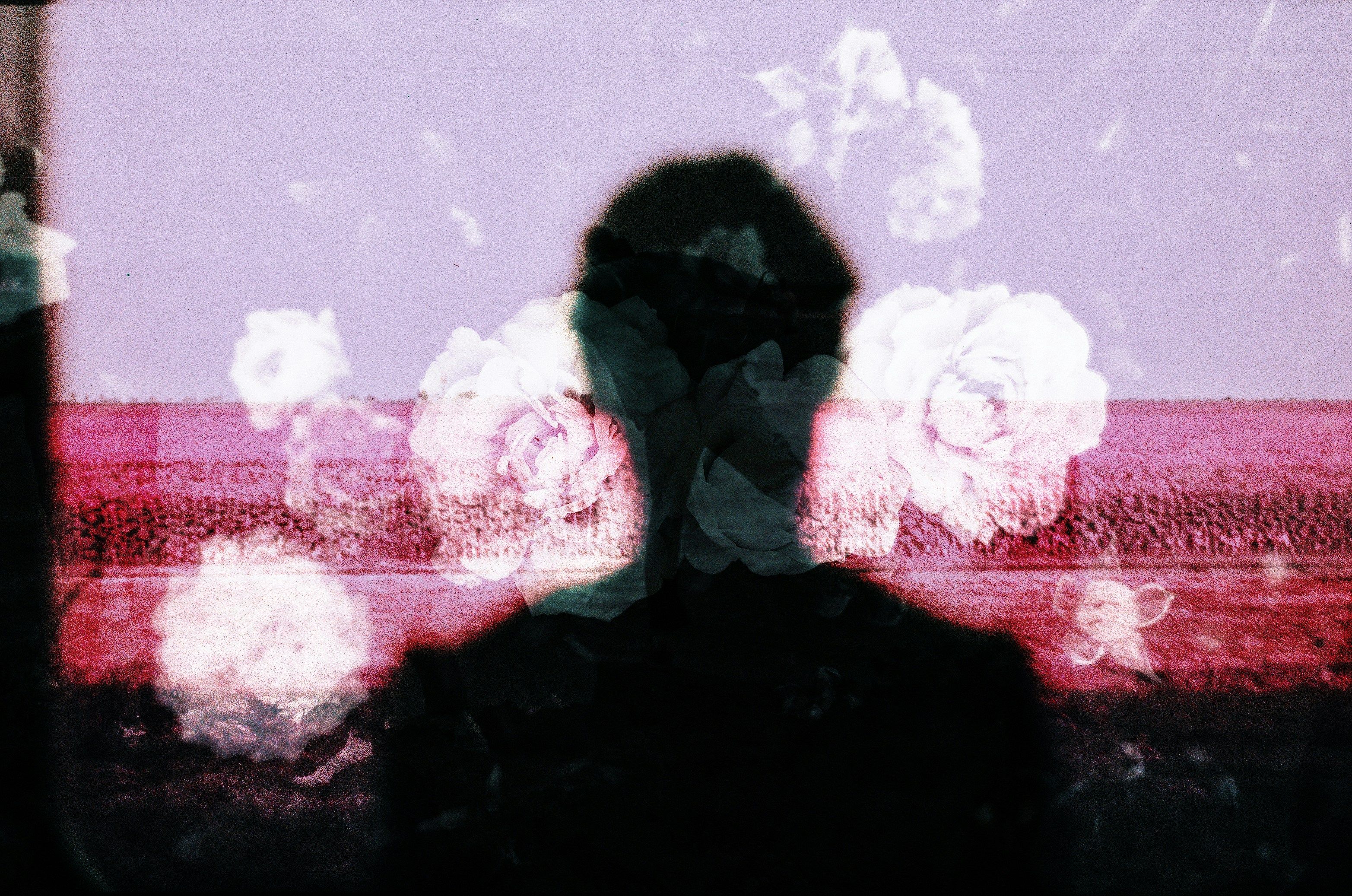roses over a silhoutte