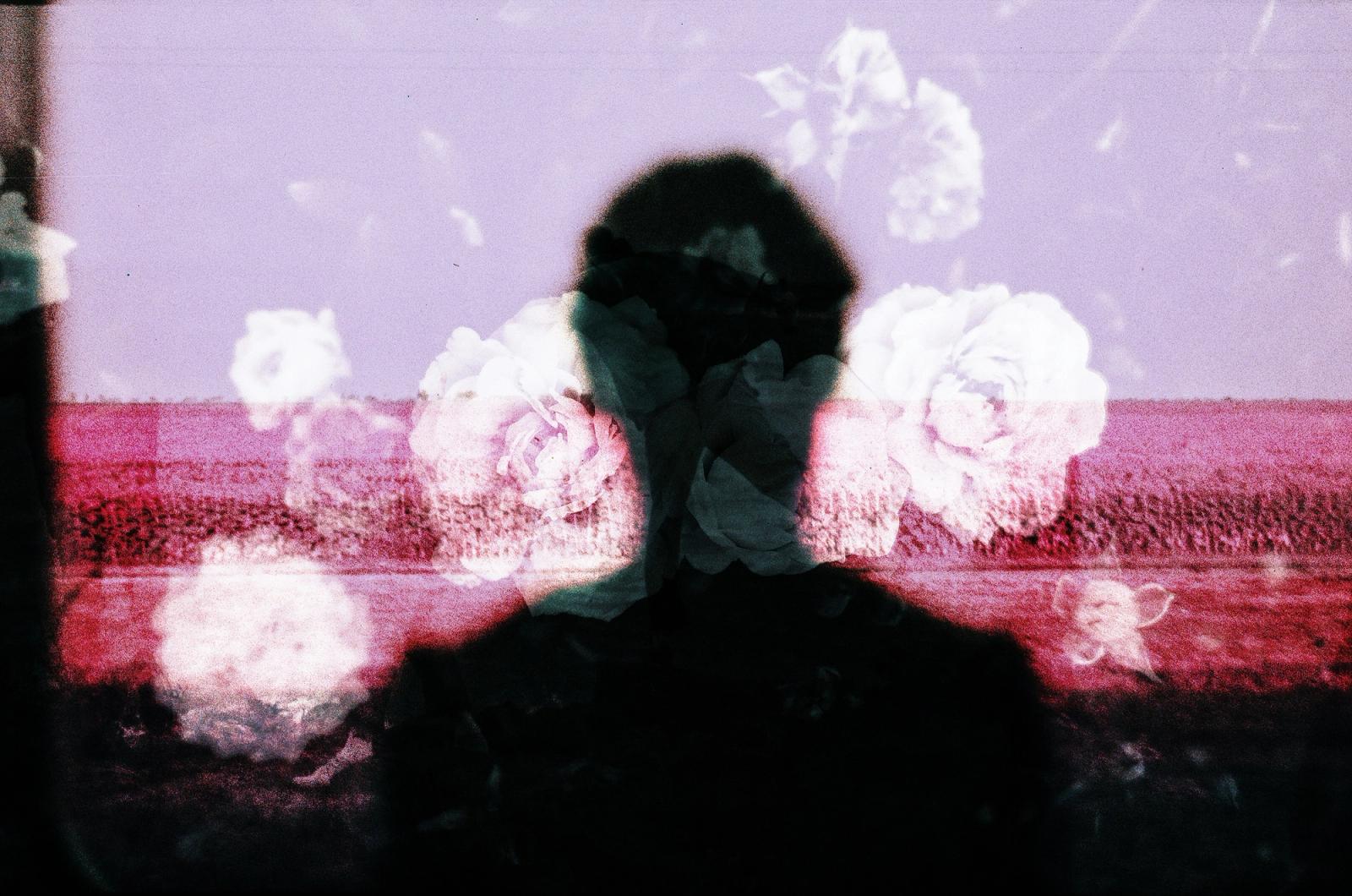 roses over a silhoutte