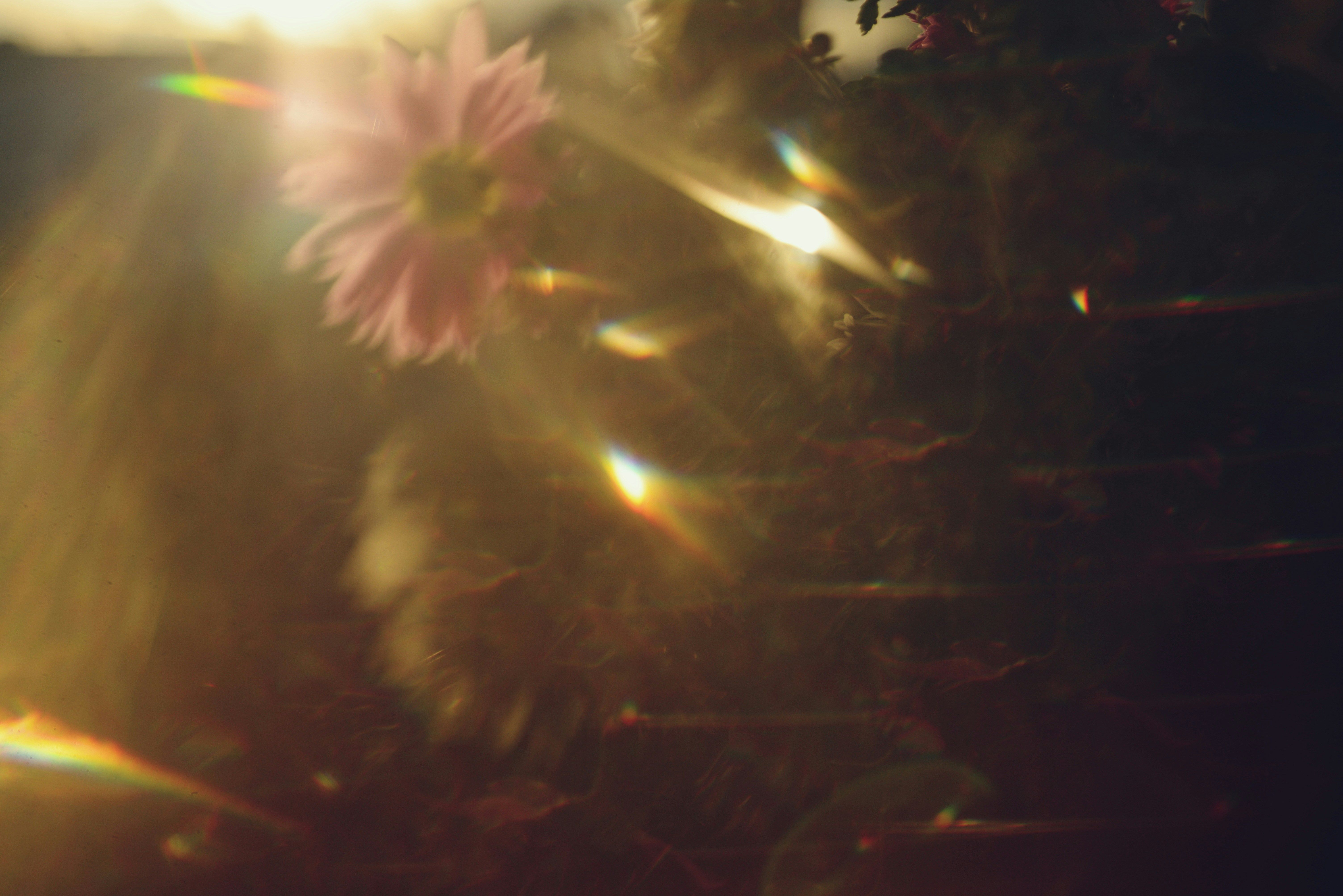flowers and light