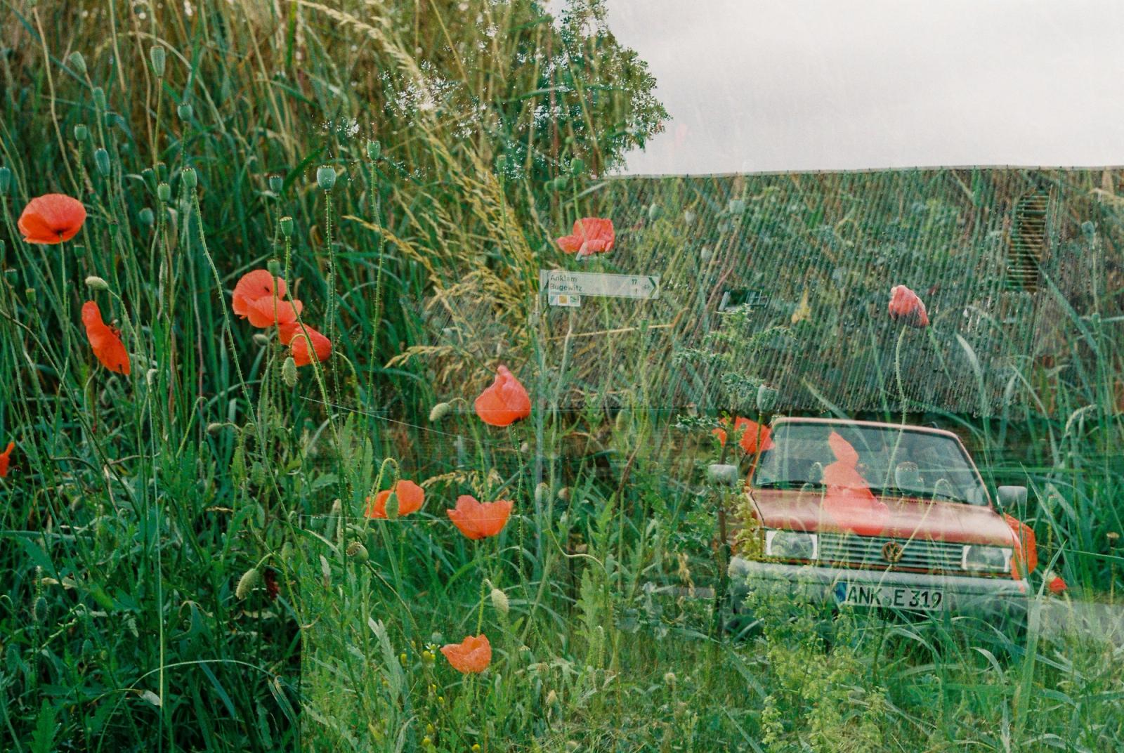 Car in floral bushes