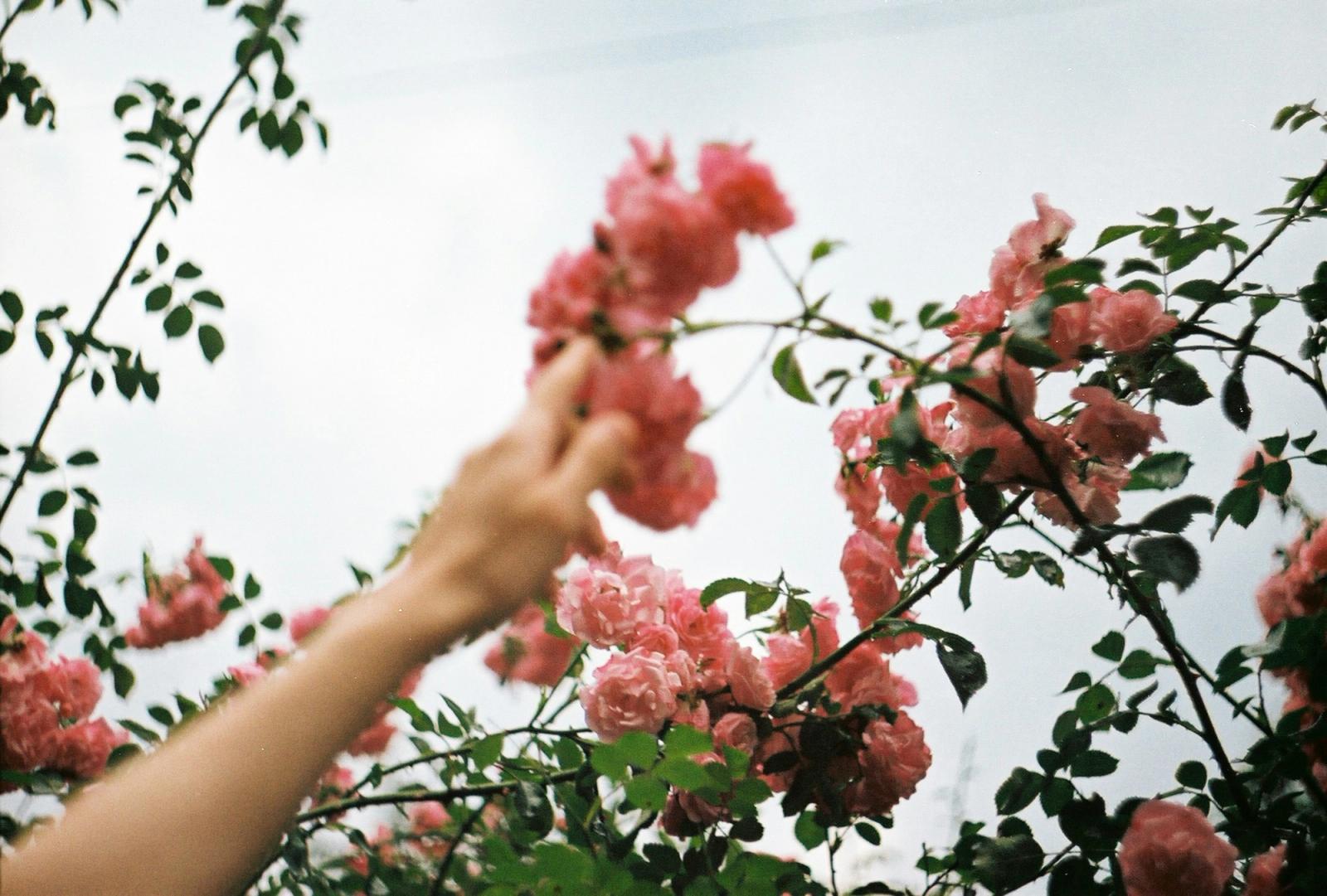 Hand touching flowers
