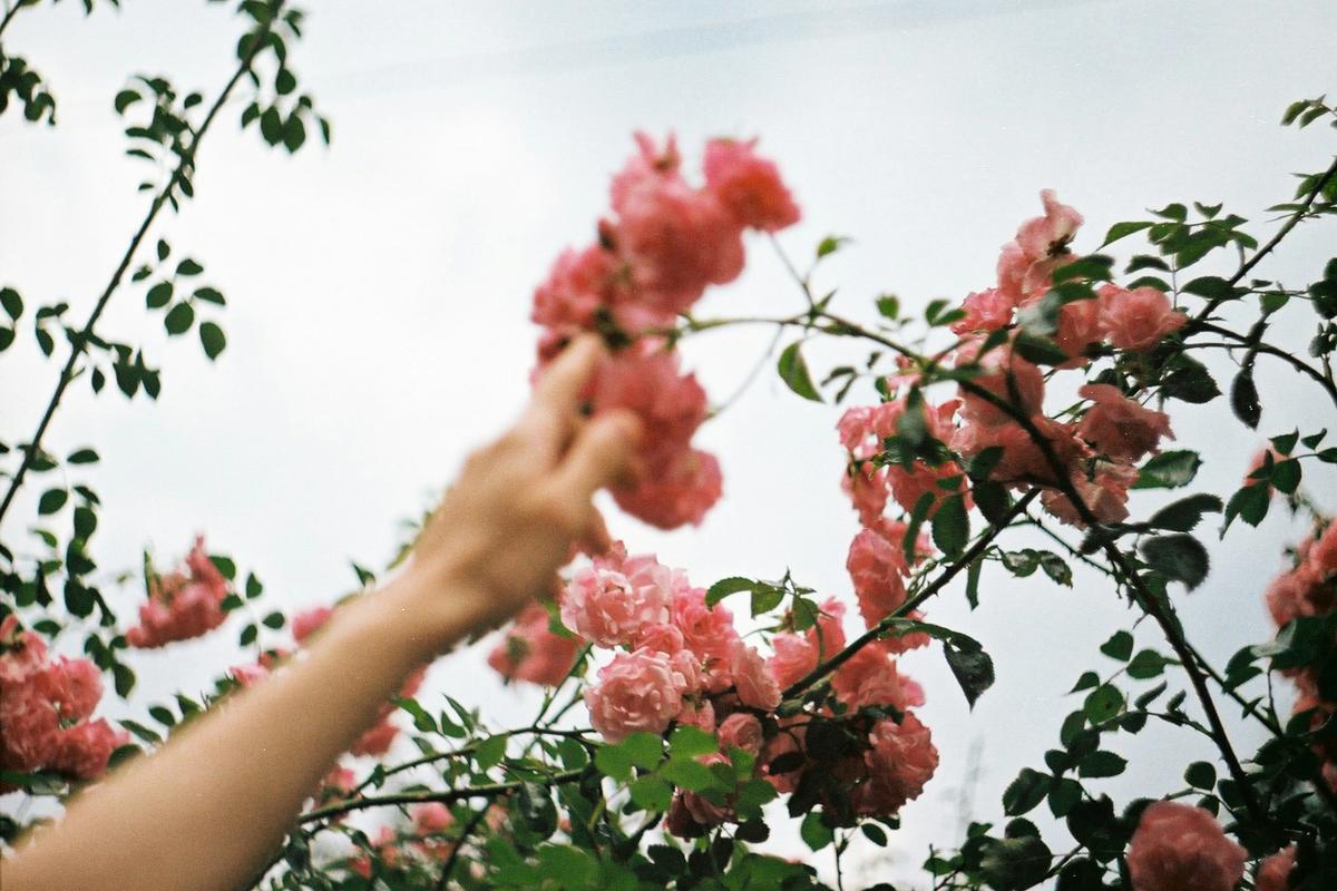 Hand touching flowers