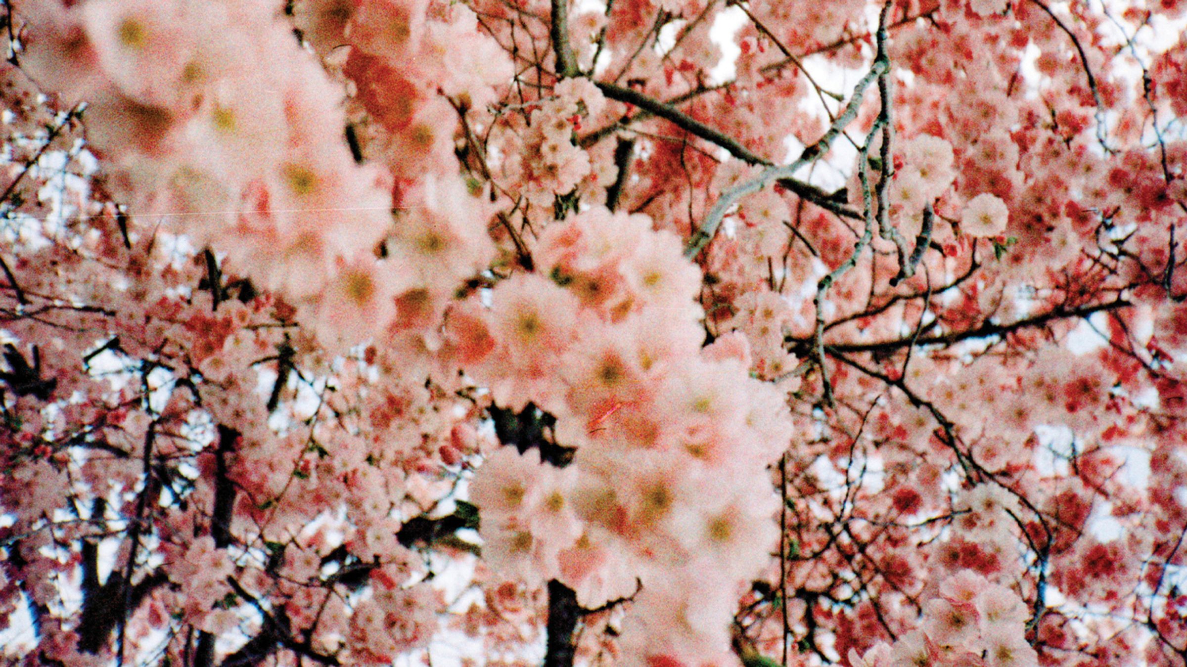 cherry blossoms