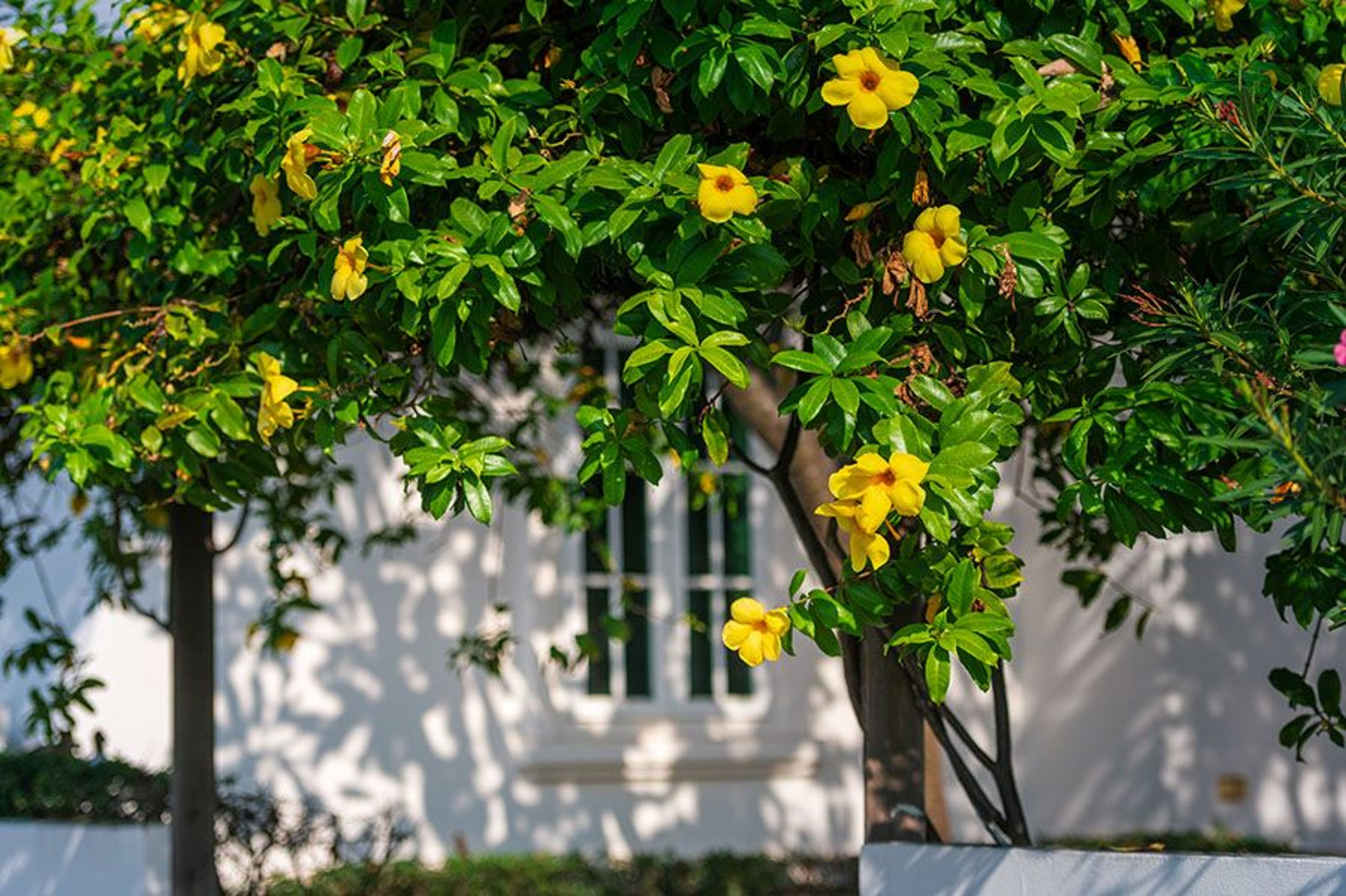 BelVida Parque – Villa Suriya Lagoon thumbnail 22