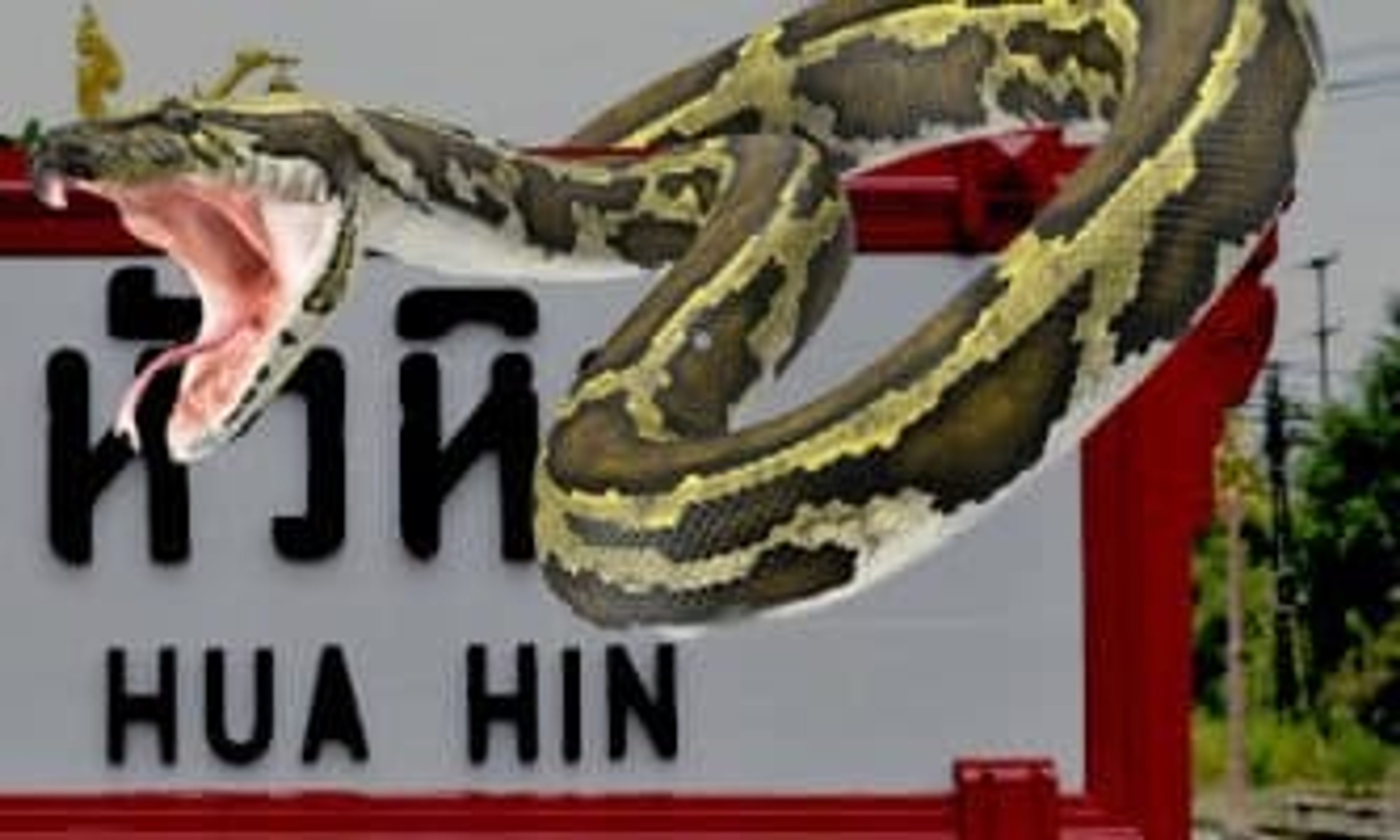 Everything You Need to Know About Snakes in Hua Hin