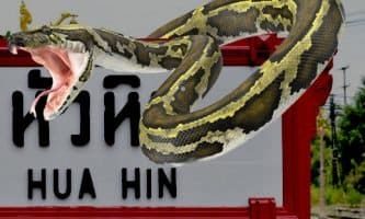 Everything You Need to Know About Snakes in Hua Hin