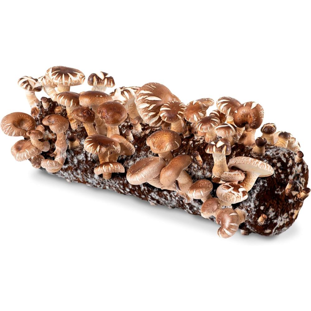 Back to the Roots Organic Shiitake Mushroom Kit