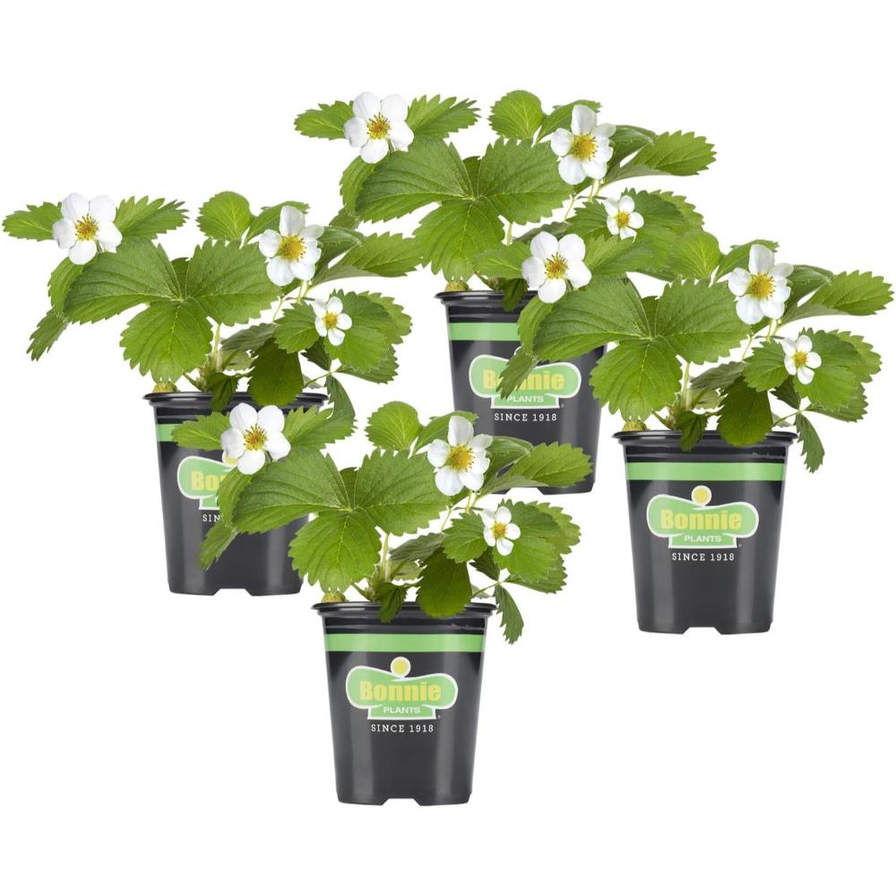 4-Pack Bonnie Plants Live Strawberry Plant, 19.3 oz.