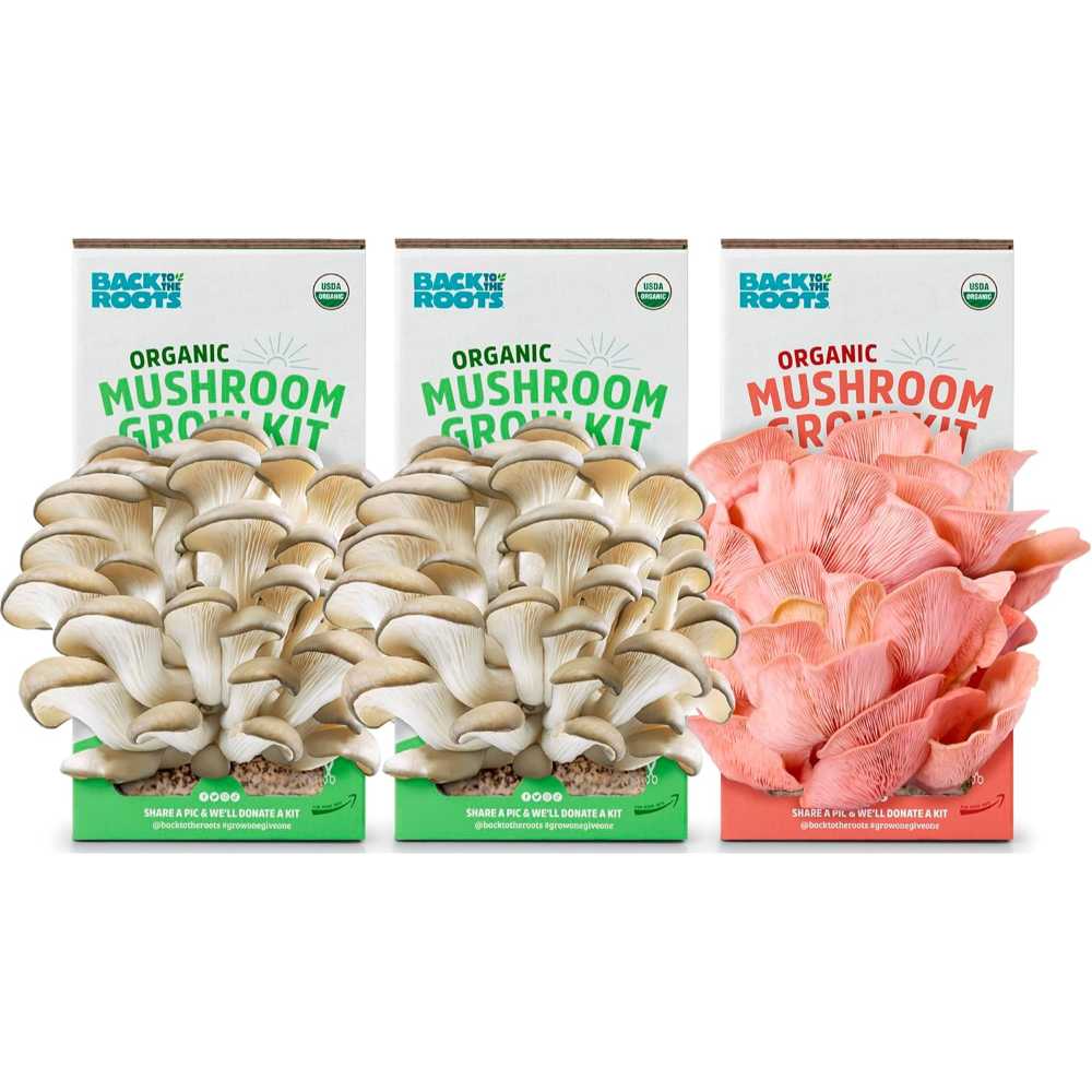 3-Pack Back to the Roots Organic Mushroom Grow Kit