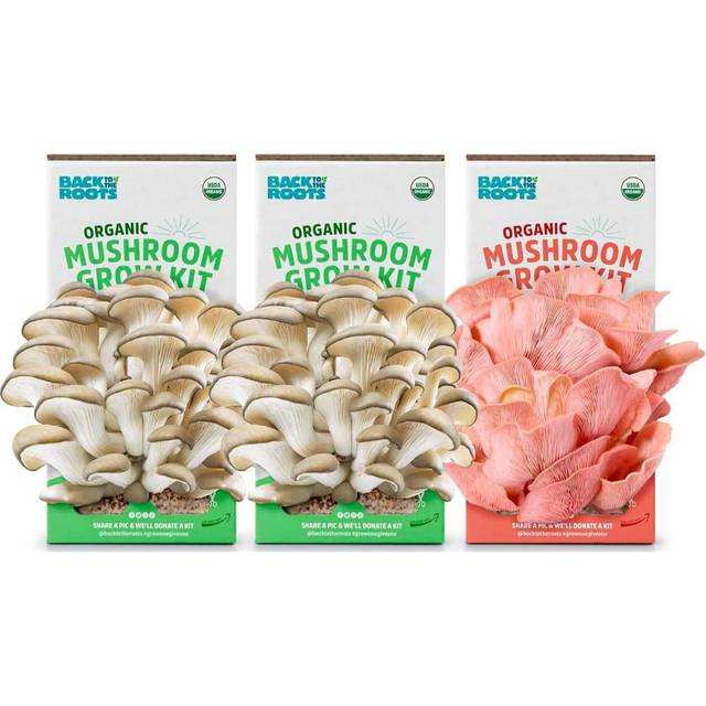 3-Pack Back to the Roots Organic Mushroom Grow Kit