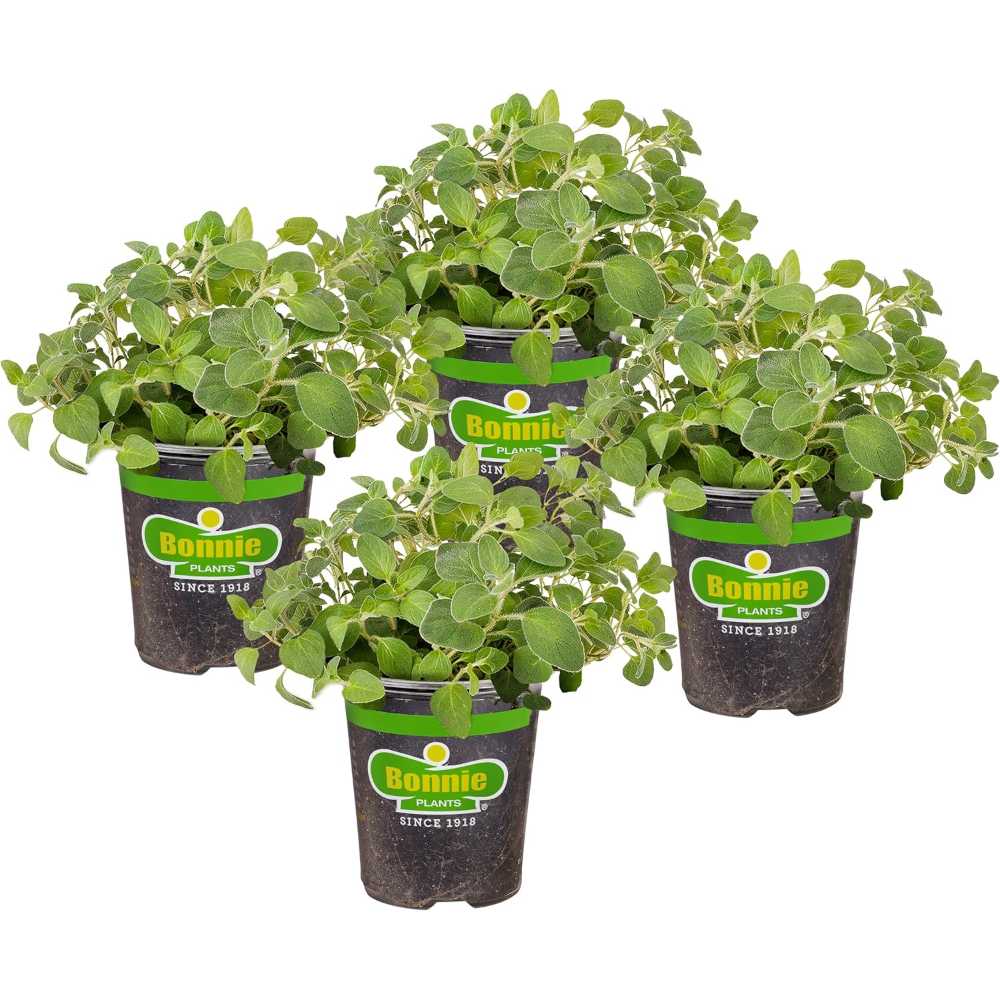 4-Pack Bonnie Plants Live Italian Oregano Herb Plants