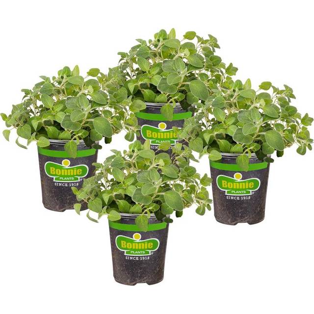 4-Pack Bonnie Plants Live Italian Oregano Herb Plants