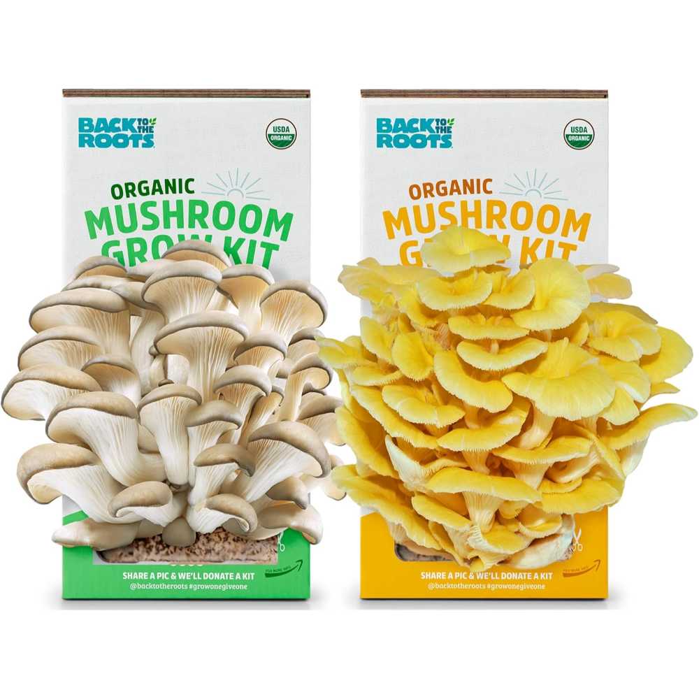 Back to the Roots Organic Pearl and Golden Oyster Mushroom Grow Kit Bundle