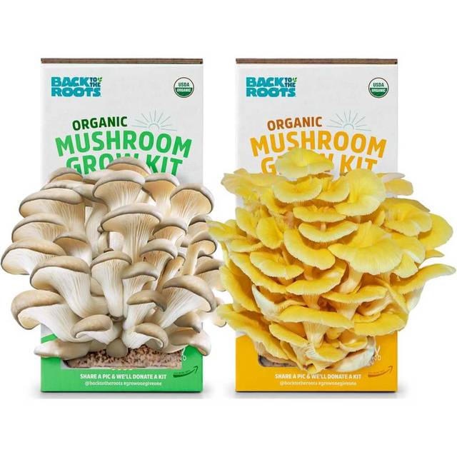 Back to the Roots Organic Pearl and Golden Oyster Mushroom Grow Kit Bundle