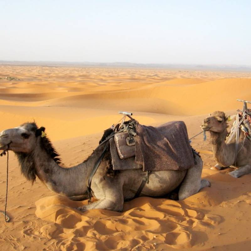 Camel Riding gallery 4