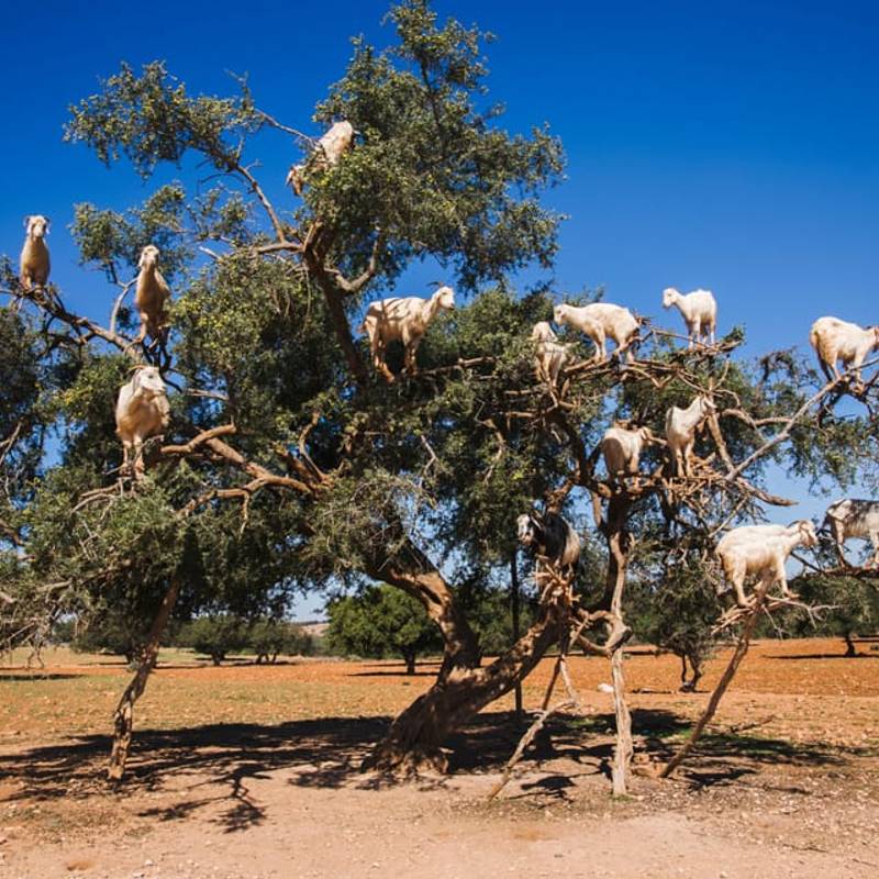 Goats on Argan Trees gallery 2