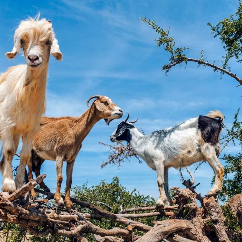 Goats on Argan Trees gallery 1