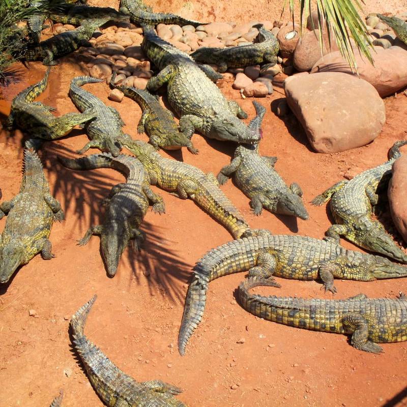 Crocoparc Agadir gallery 1