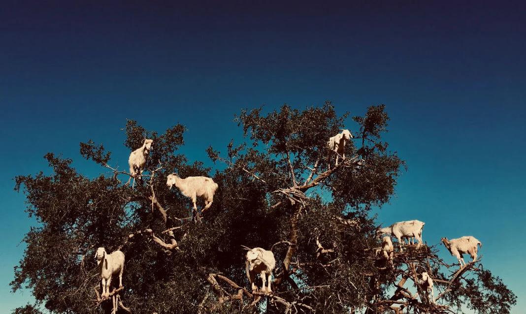 Goats on Argan Trees