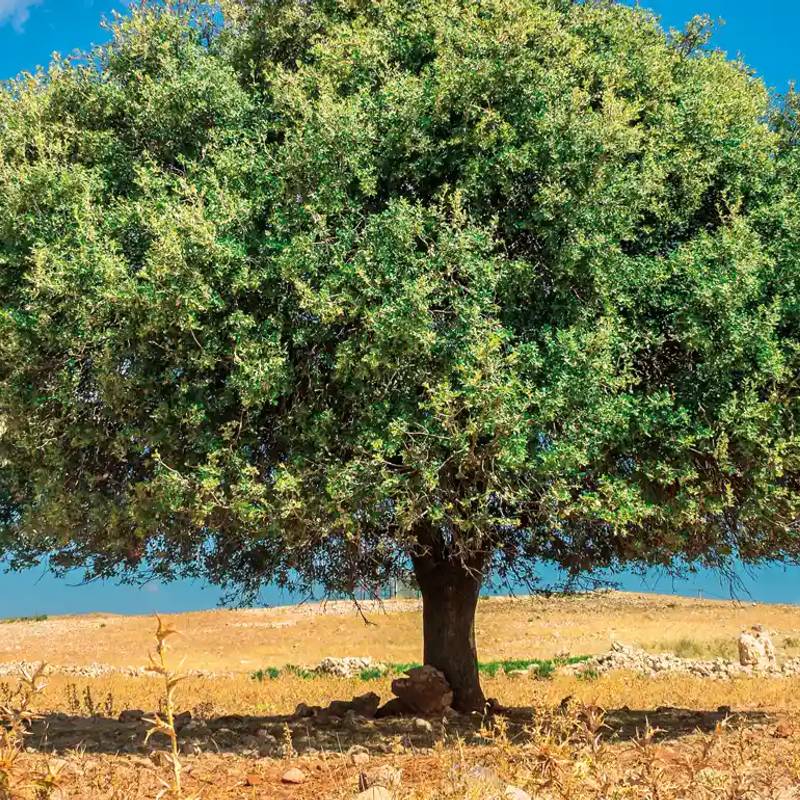 Goats on Argan Trees gallery 4