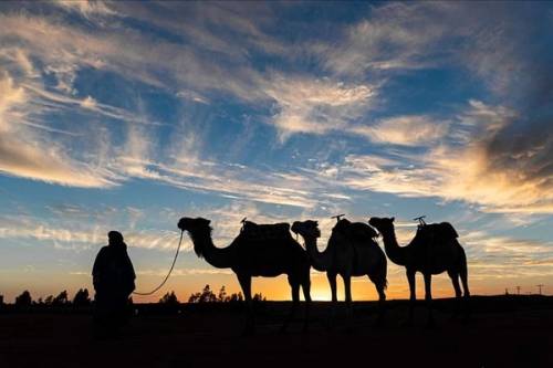 Camel Riding