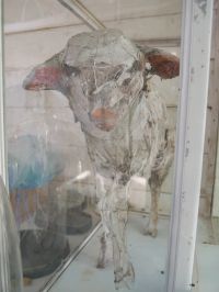 Agneau-Quiberon- | © 2025 saïdelhabibi artgallery