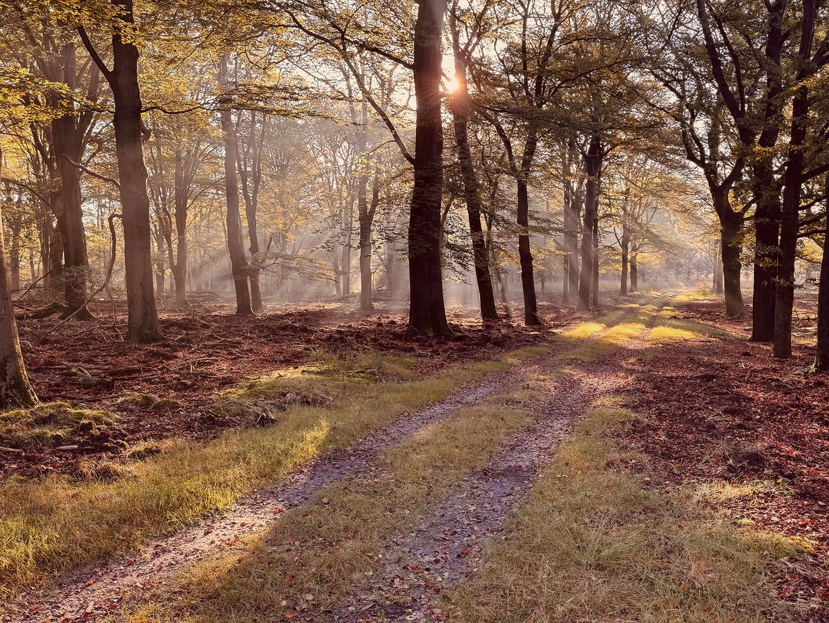 Boslandschap in warm ochtendlicht