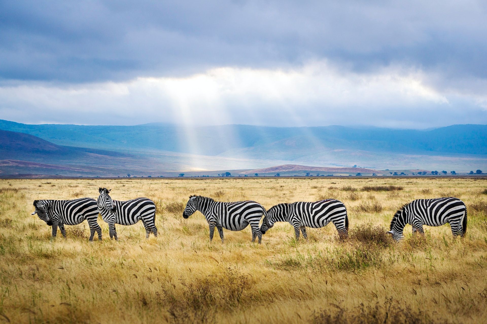 Seasonal Guide: Best Times to Visit Tanzania for Trekking and Safaris