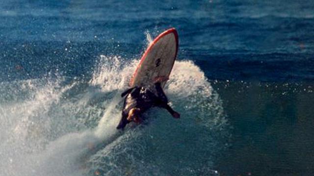 Malcolm Campbell, 1973. Photo: Craig Fineman