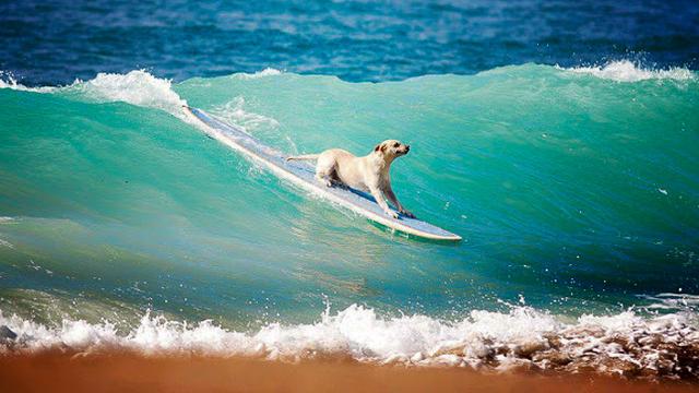 Surfing dog