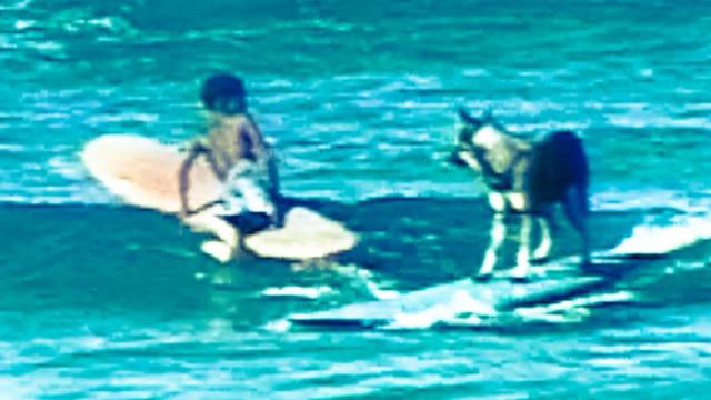 Surfing Dogs