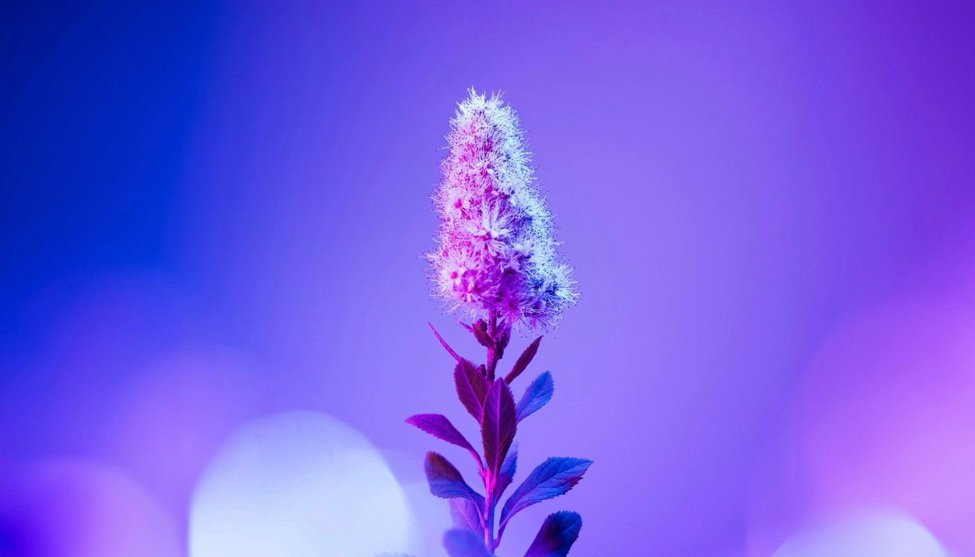 纽酷信息_用户服务协议