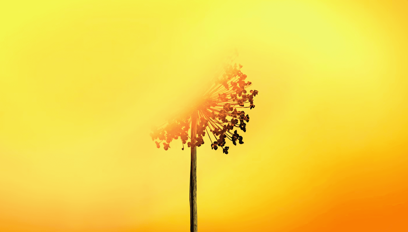 纽酷信息_订阅协议