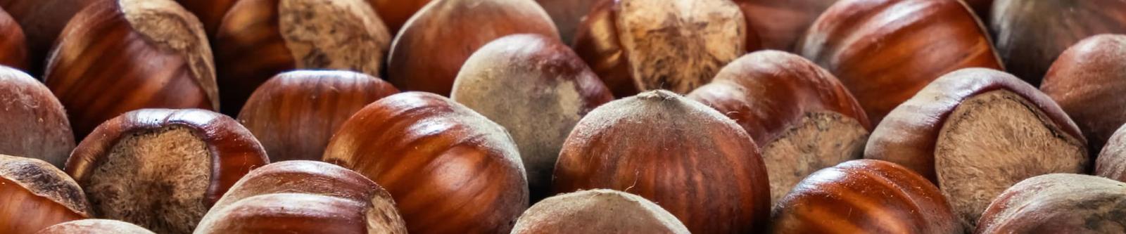 Harvested hazelnuts
