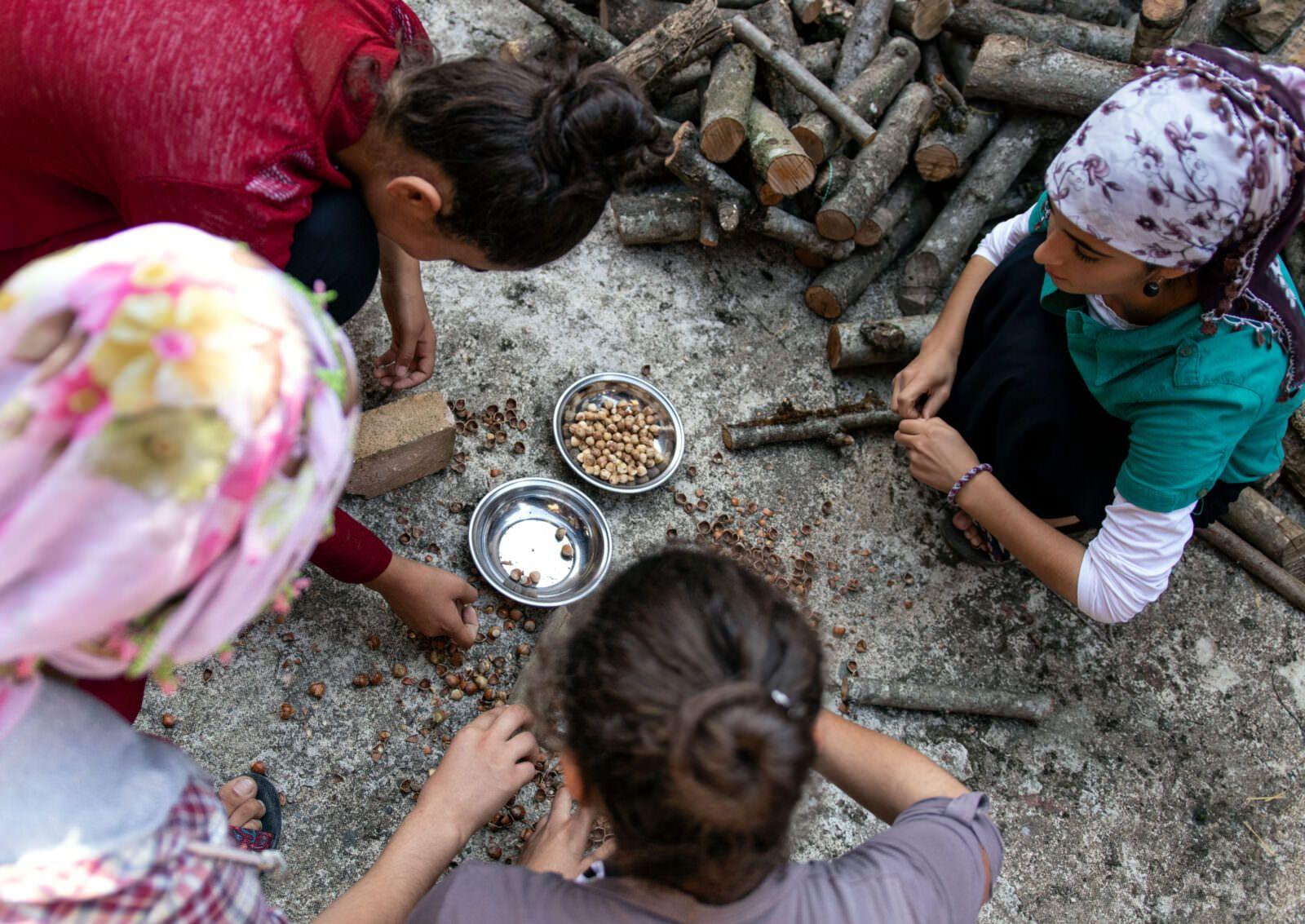 Hazelnut harvest being hand-sorted in the Black Sea region