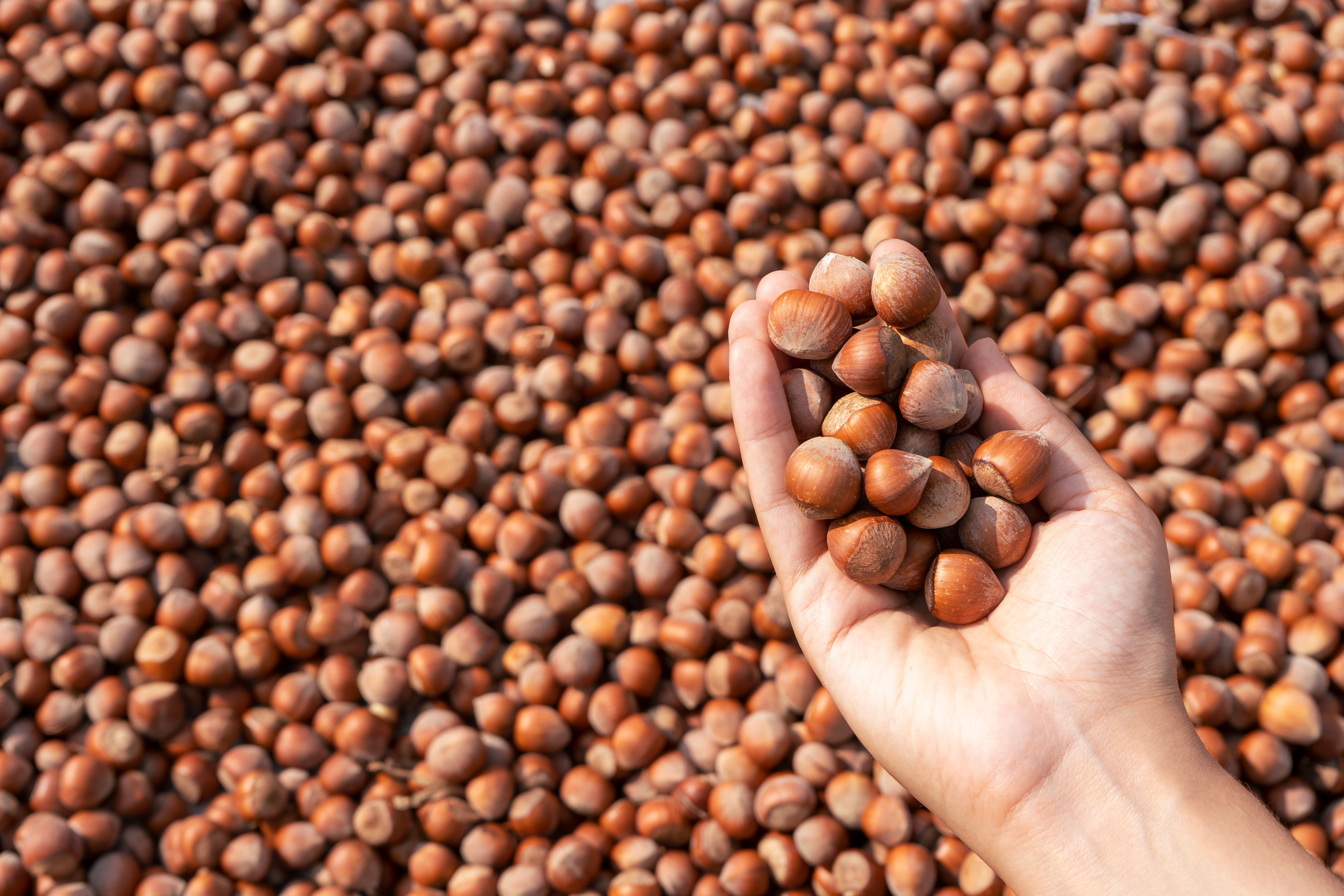 Hazelnuts open