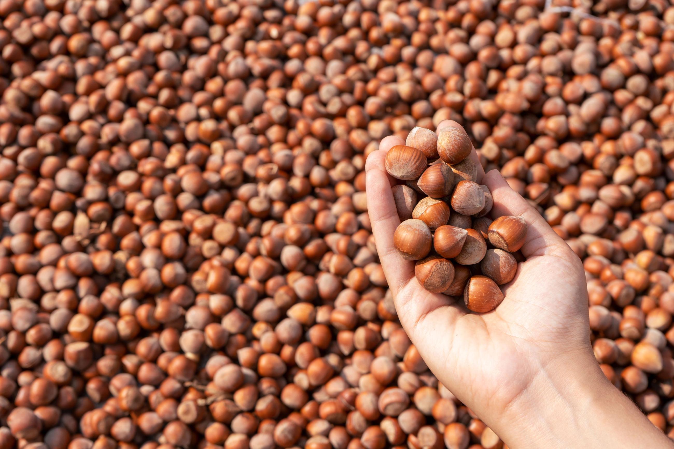 Hazelnuts open