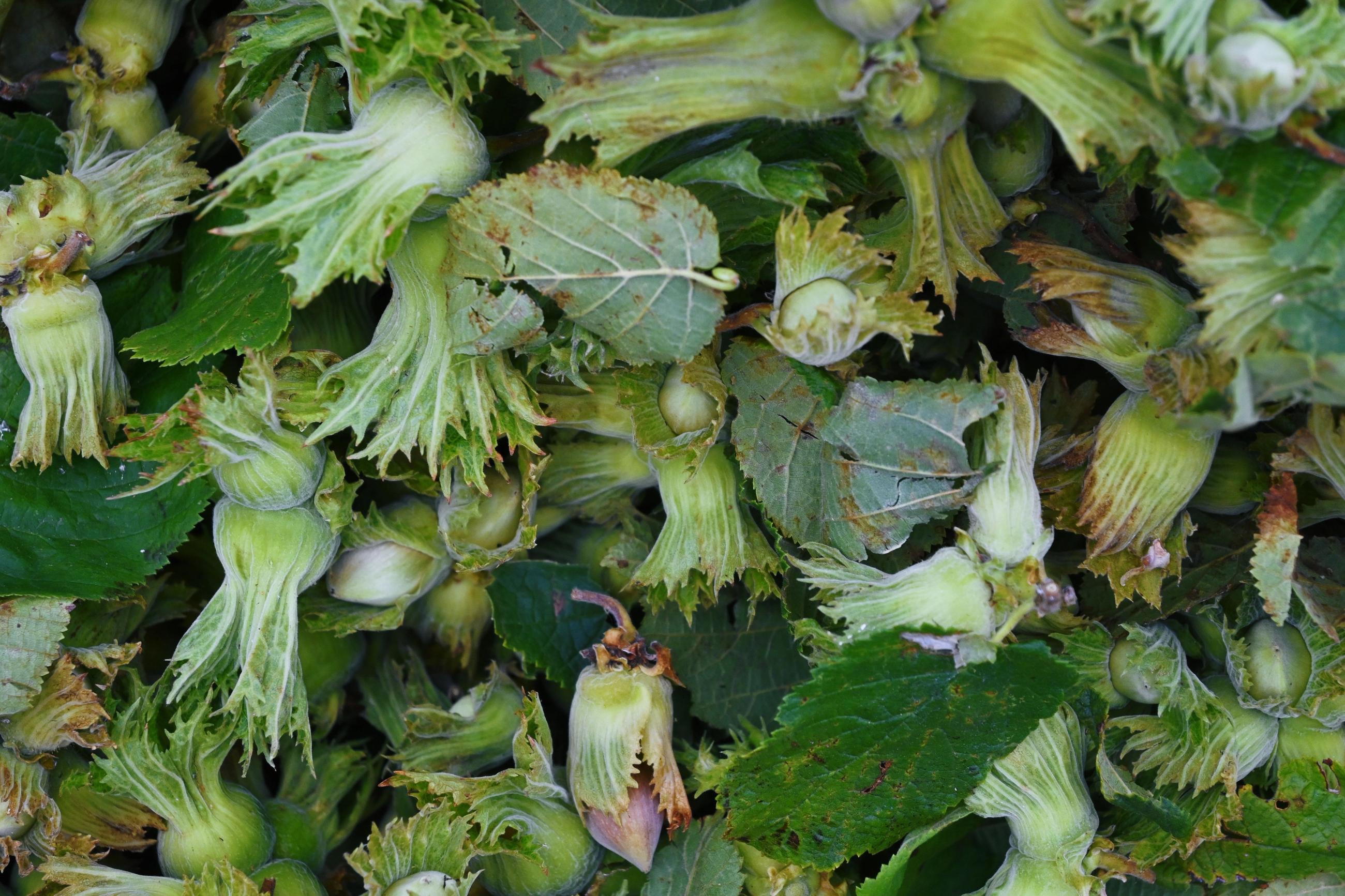 Fresh hazelnuts