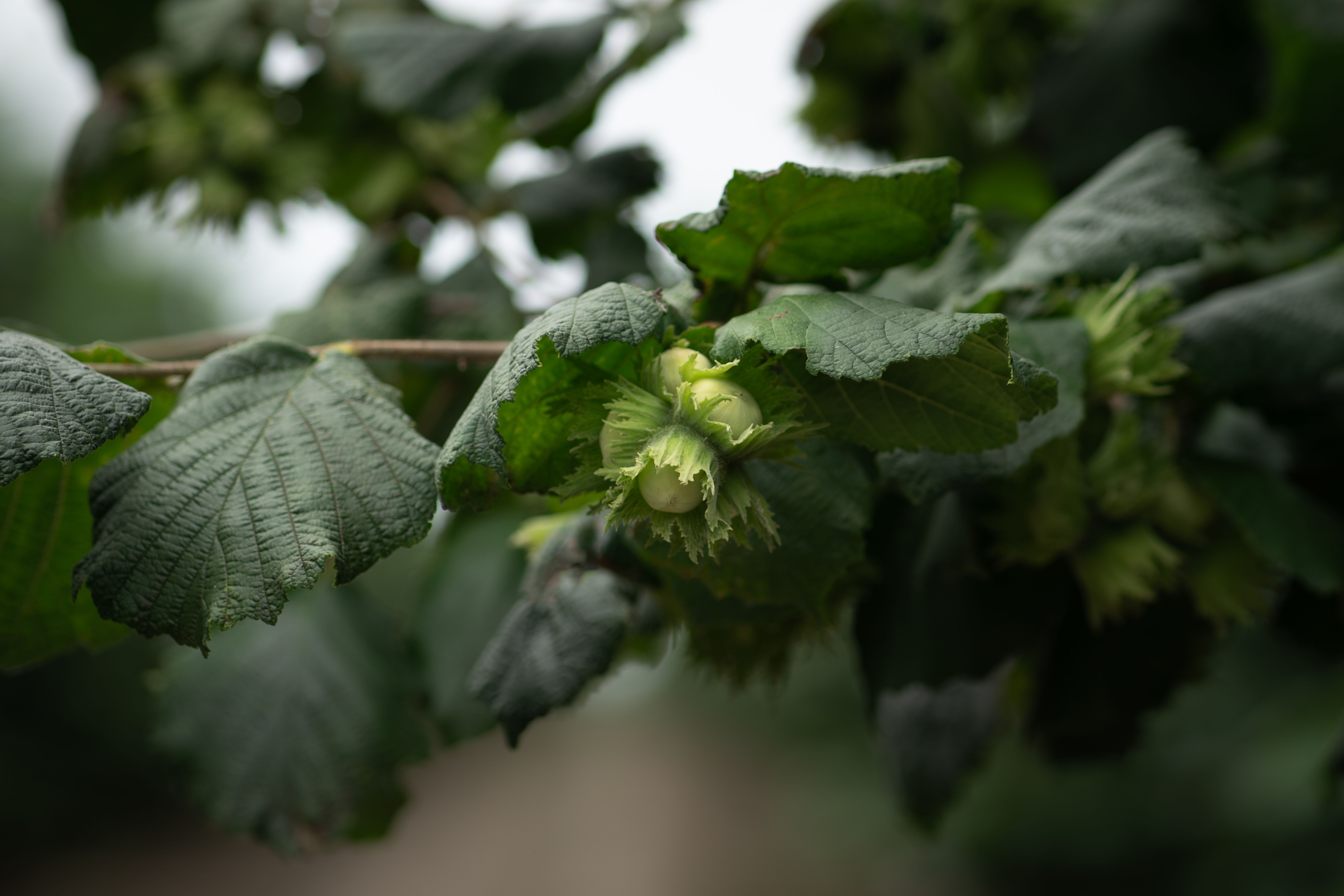 Developing hazelnuts on the branch