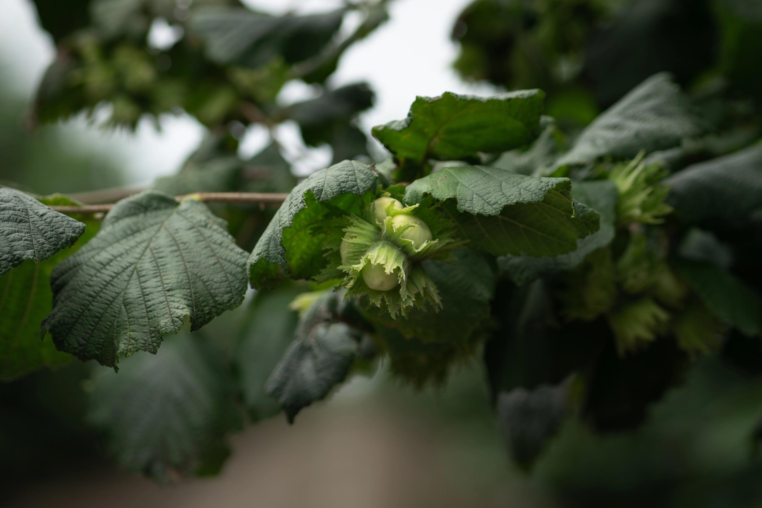 Developing hazelnuts on the branch