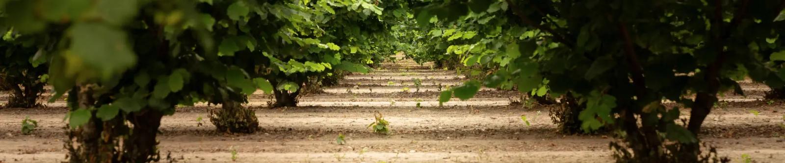 Hazelnut orchard