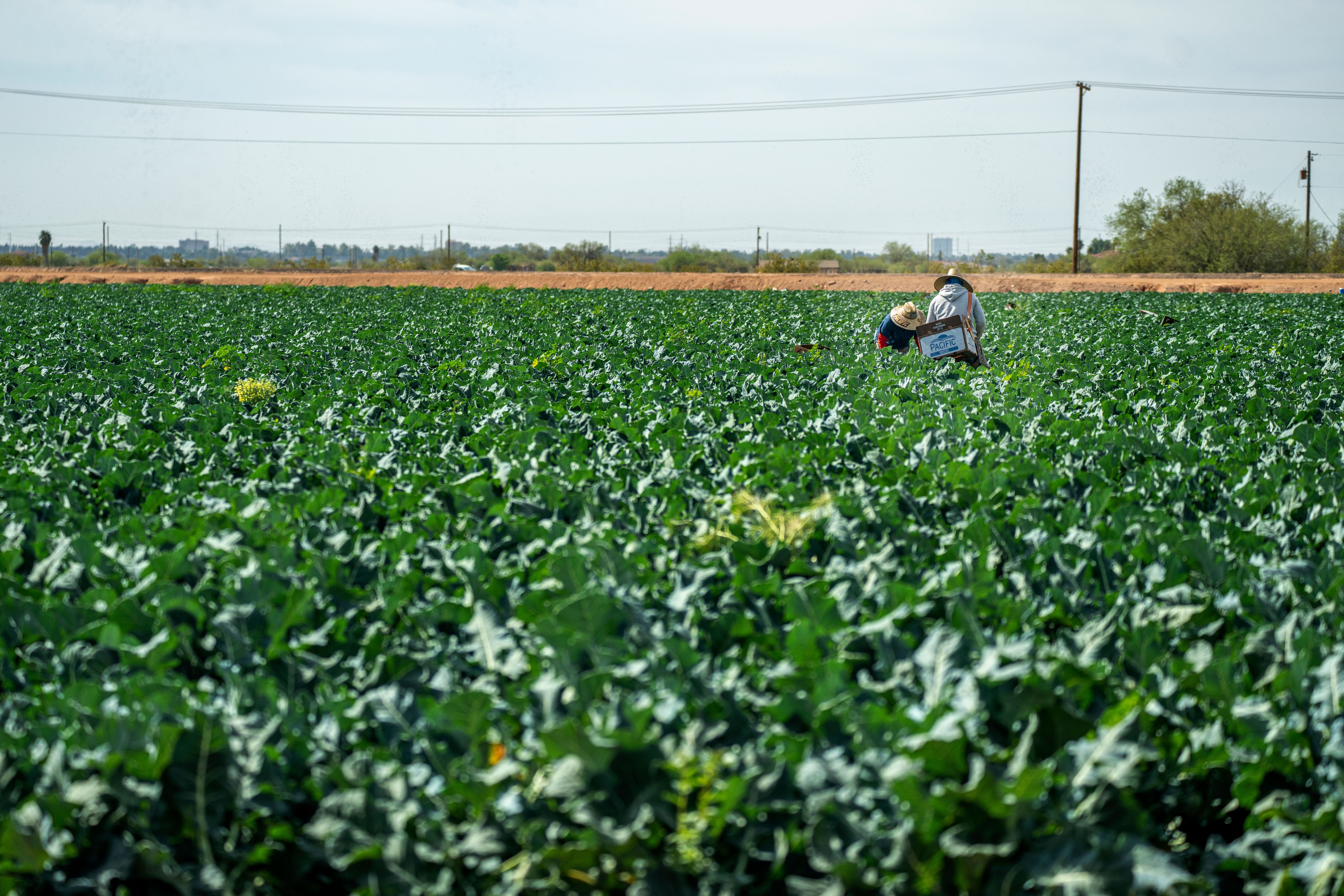 Field worker working manually in the corn field