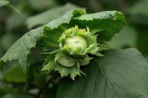 Hazelnut on the branch
