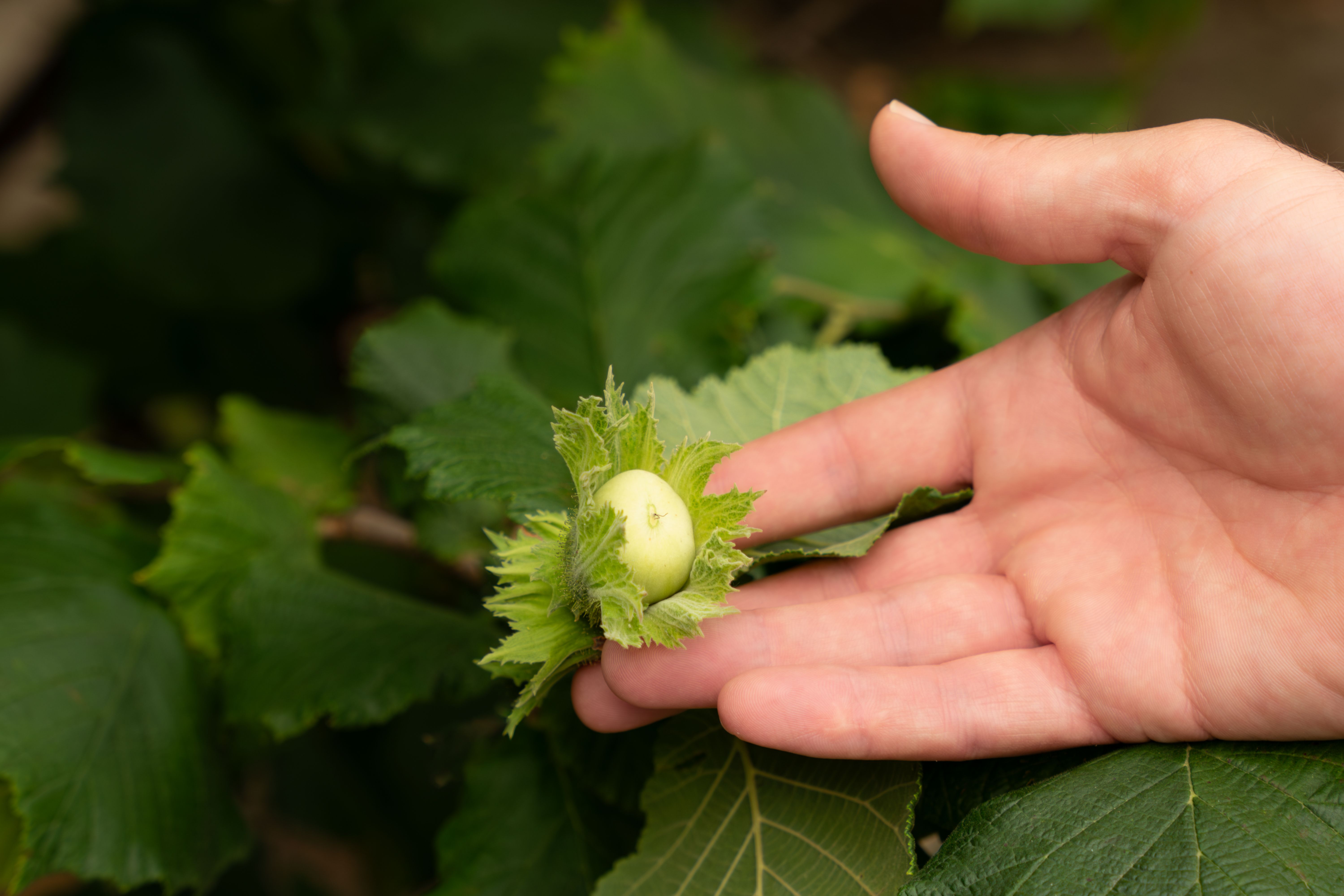 Hazelnut inspected on the branch