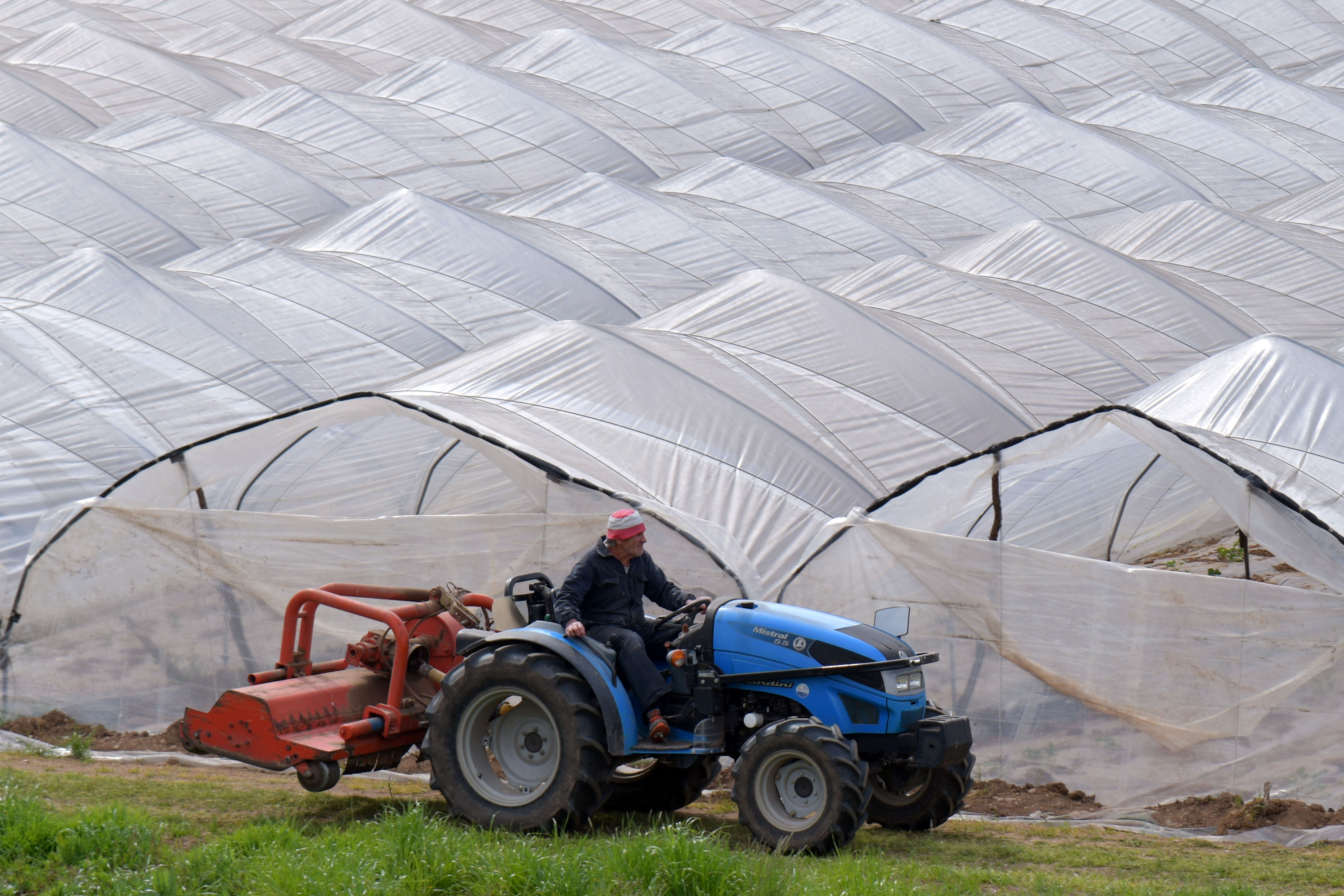 Tractor in front of the plastic covered crops