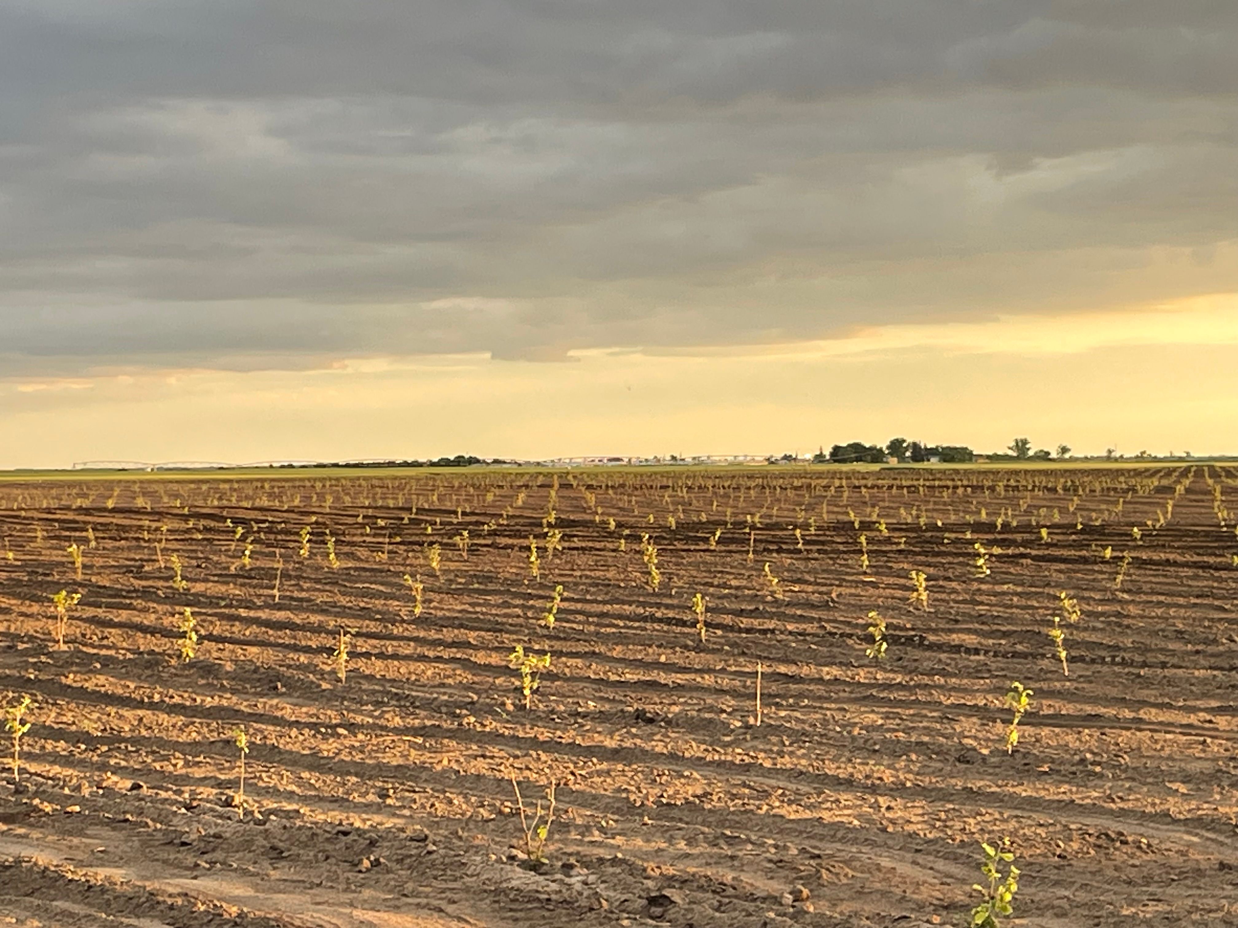 Planted orchard rows