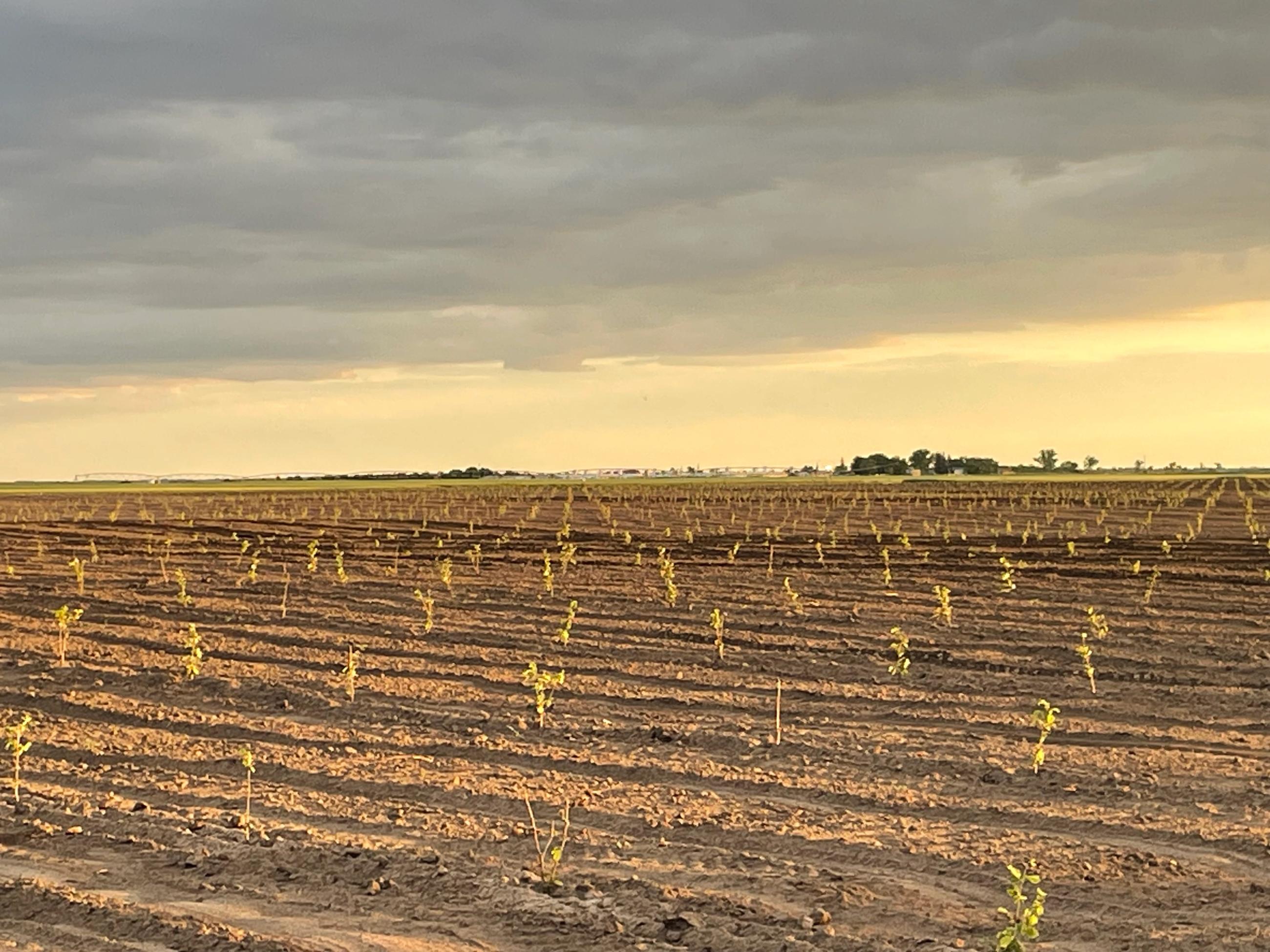 Planted orchard rows