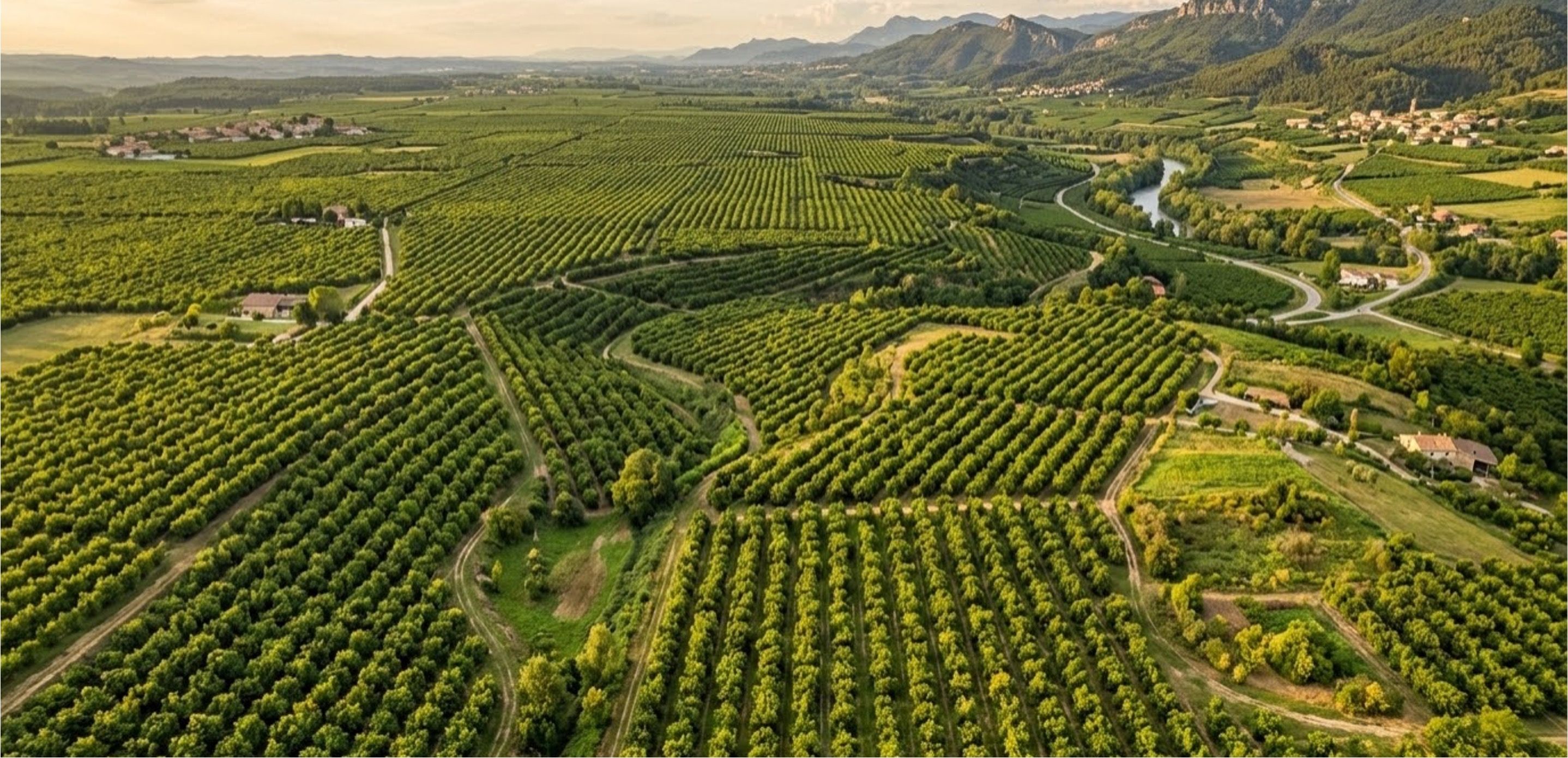 Mature hazelnut orchards