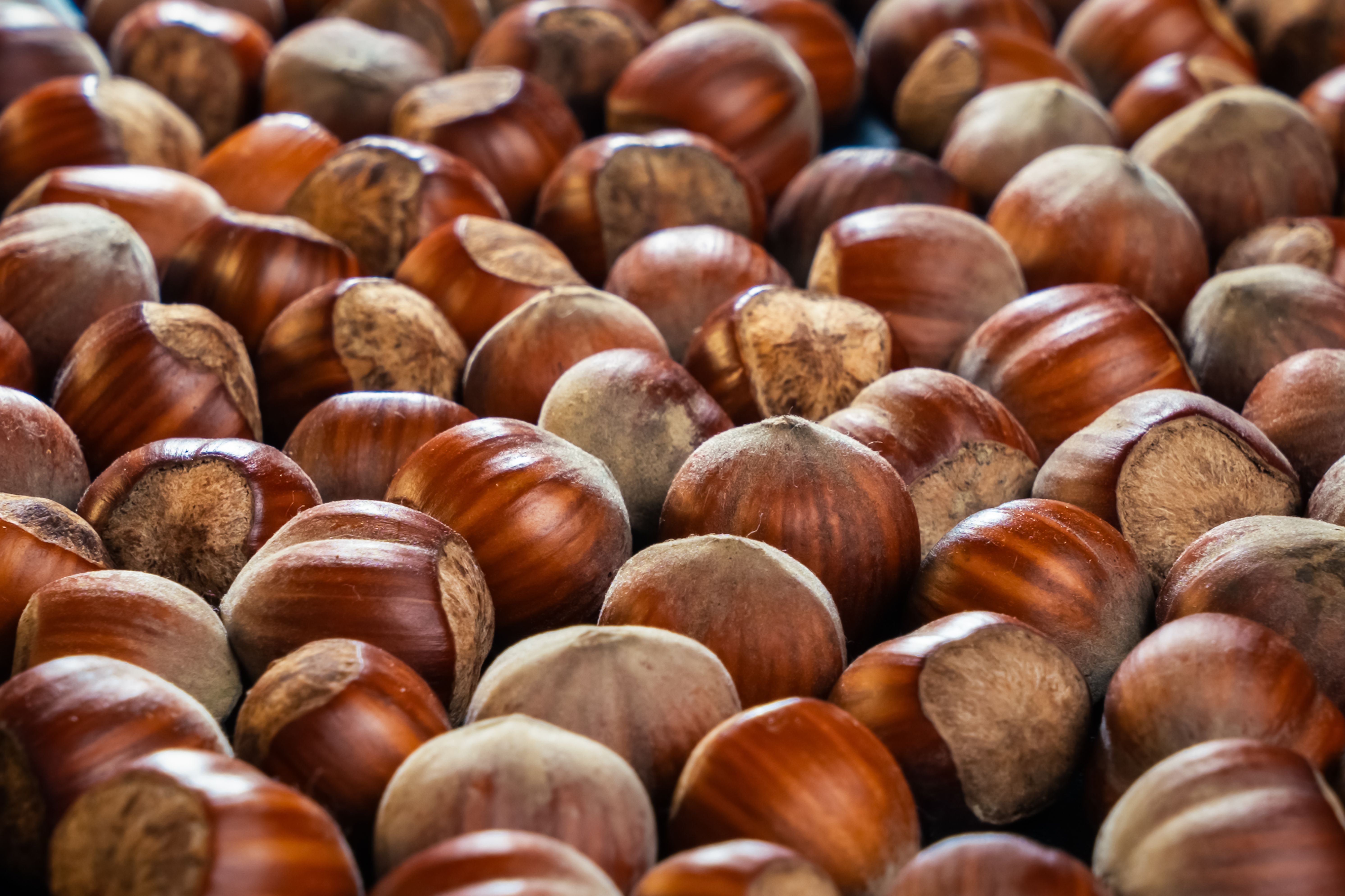 Harvested hazelnuts