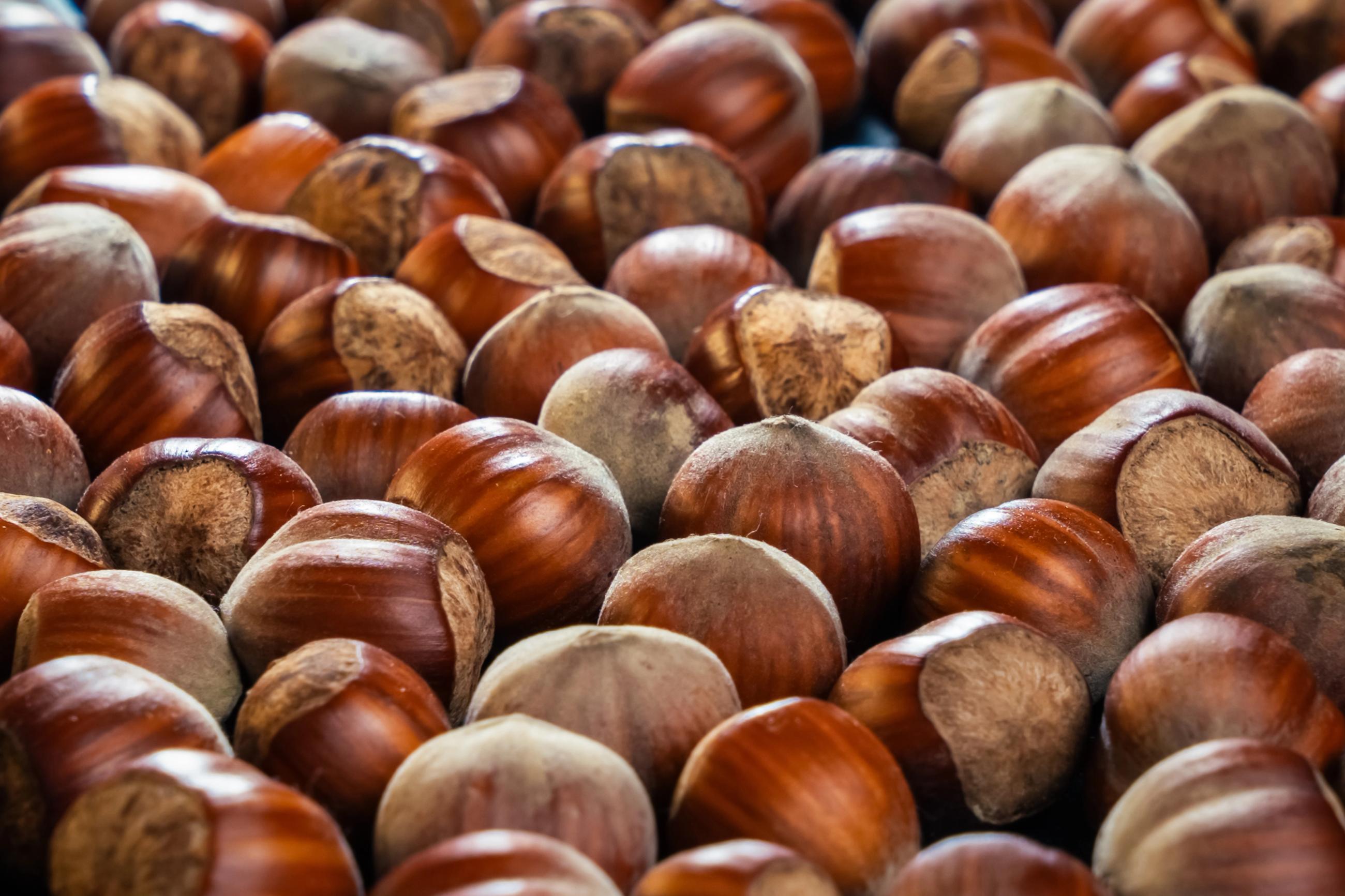Harvested hazelnuts